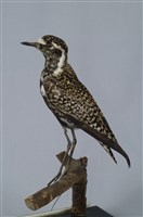 藏品(金斑鴴)的圖片